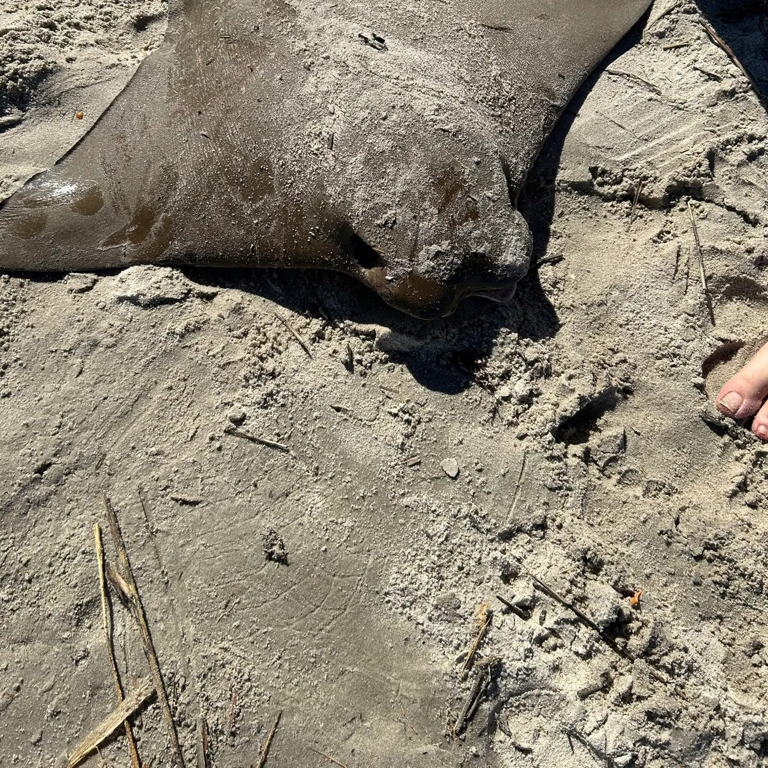 The most recent Flapnose ray catches on Fishbrain