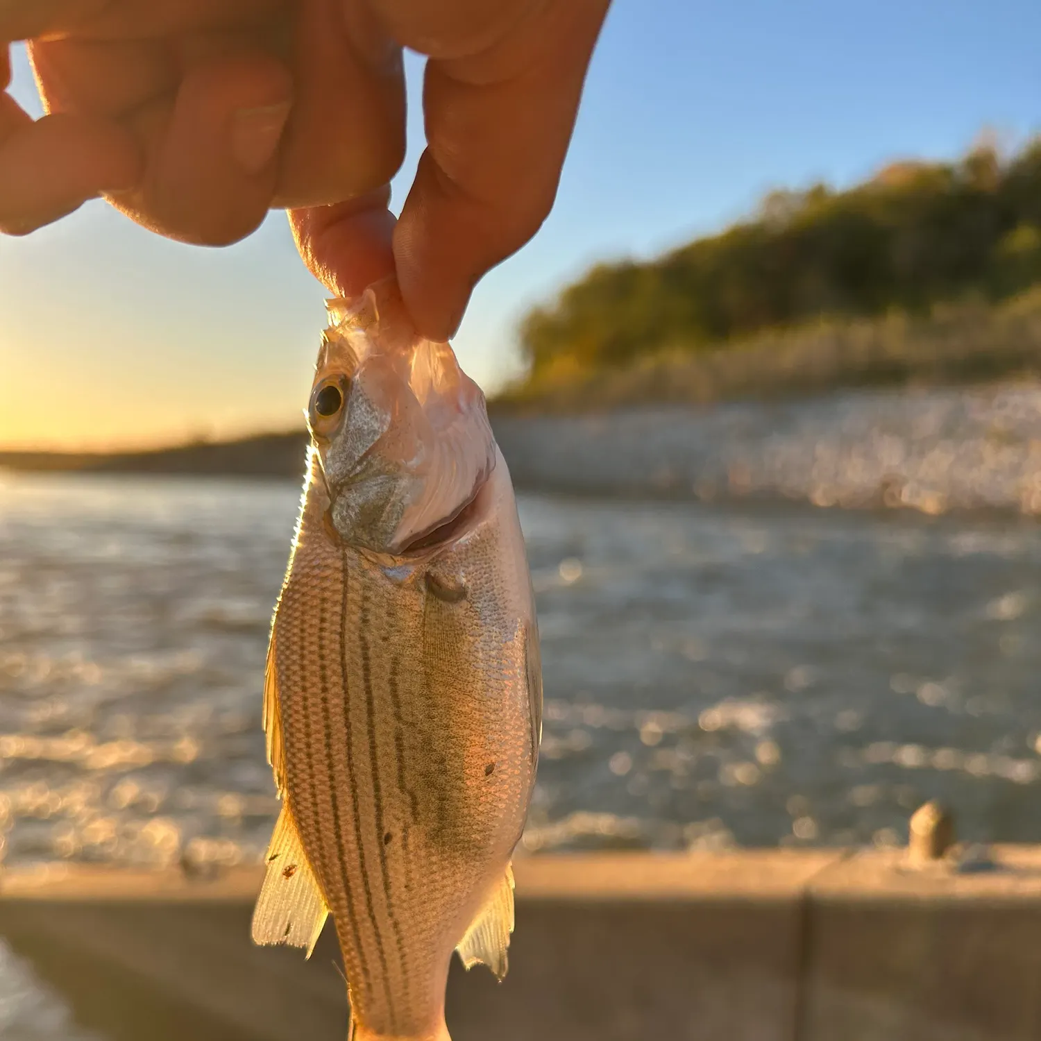 White bass caught on Fishbrain