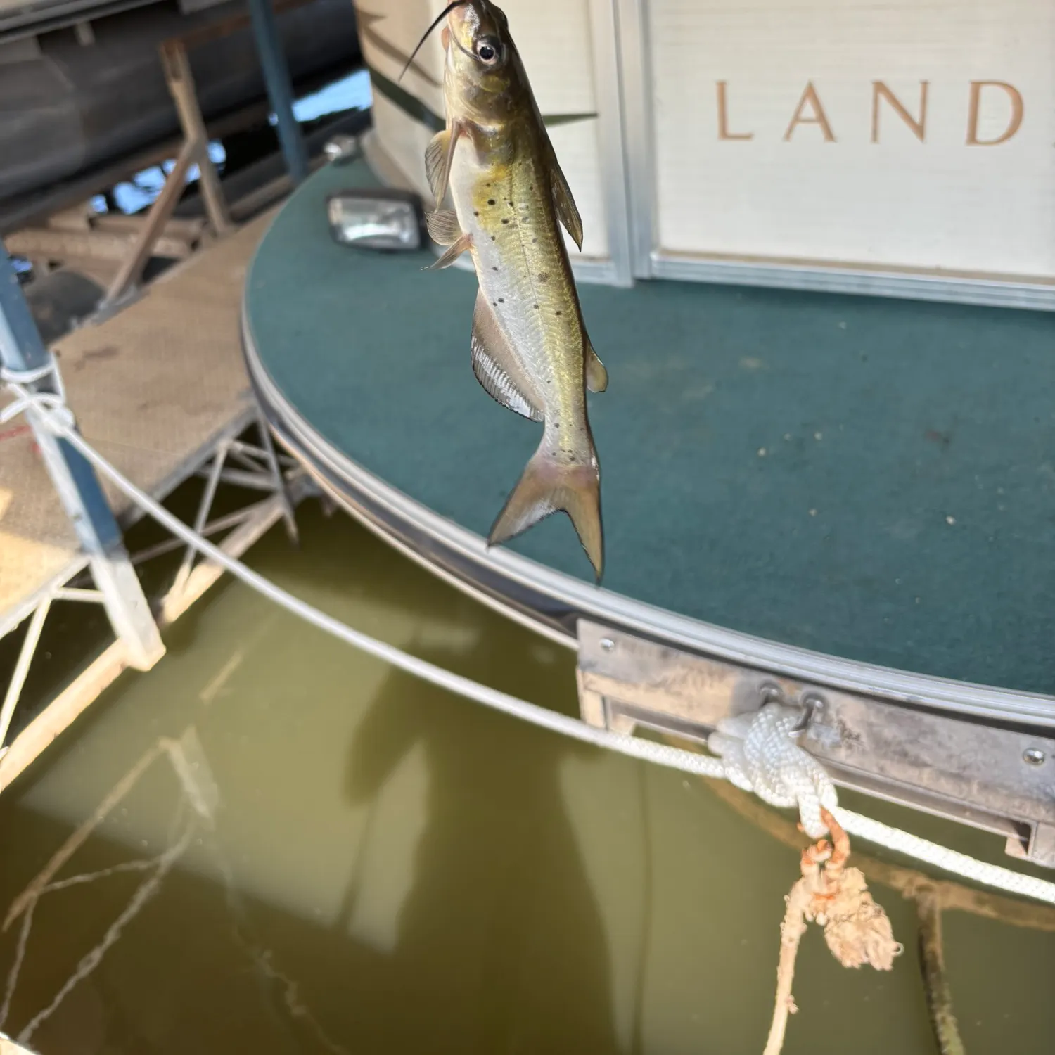 Channel catfish caught on Fishbrain