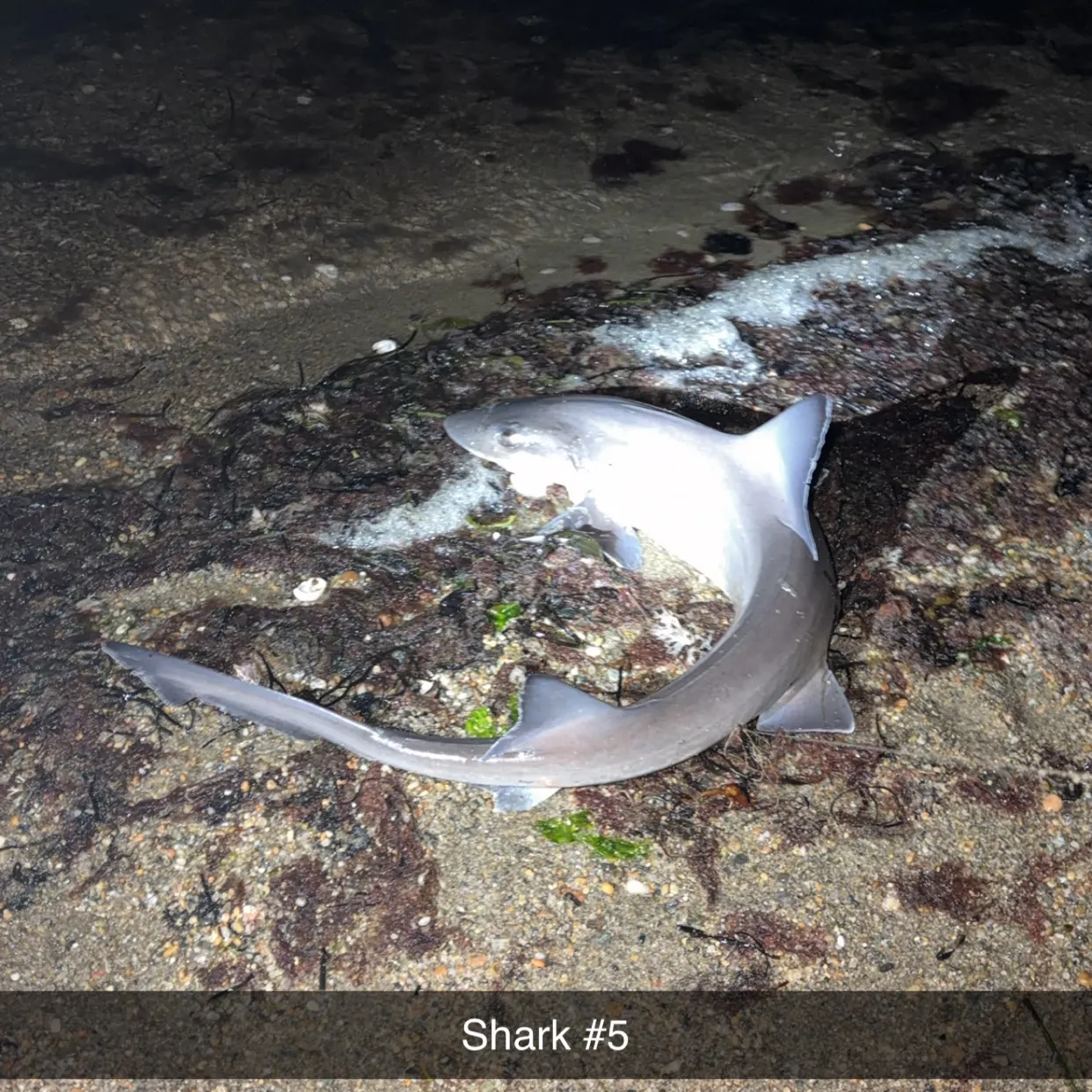 The most recent Blue shark catches on Fishbrain