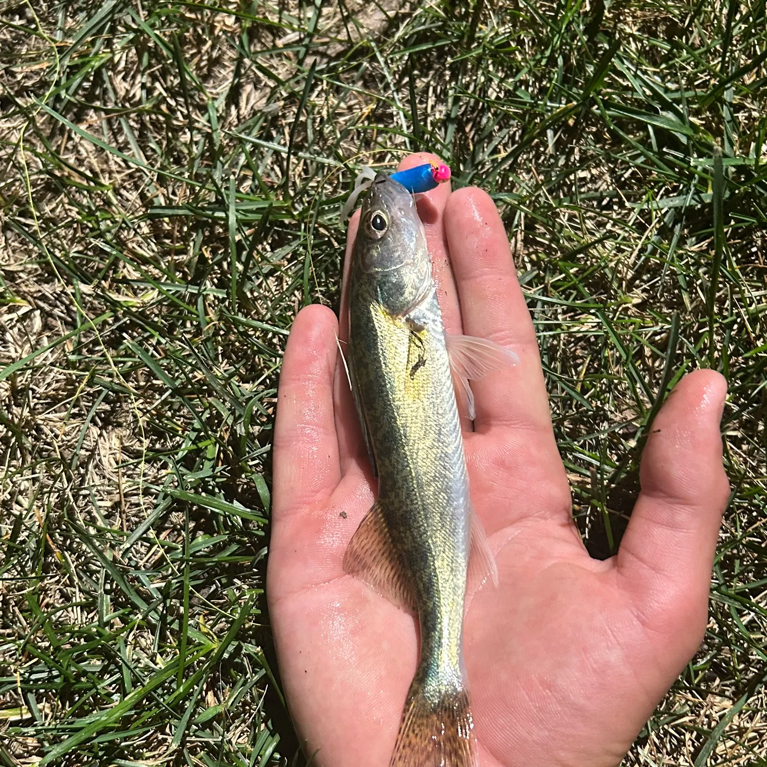 Walleye caught on Fishbrain