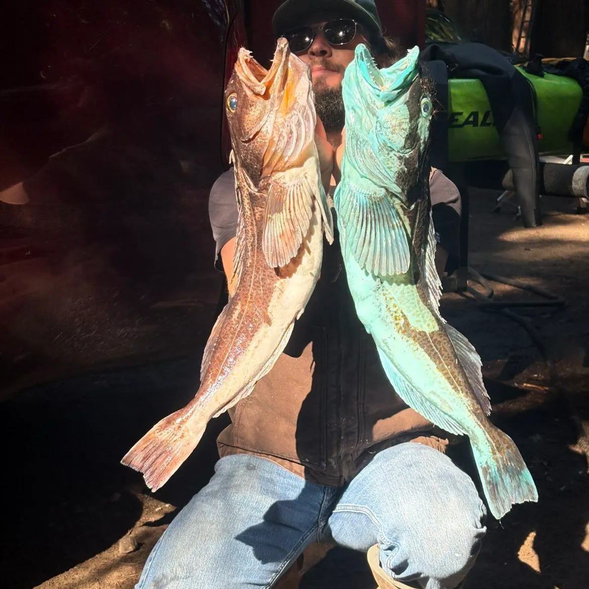 The most recent Lingcod catches on Fishbrain