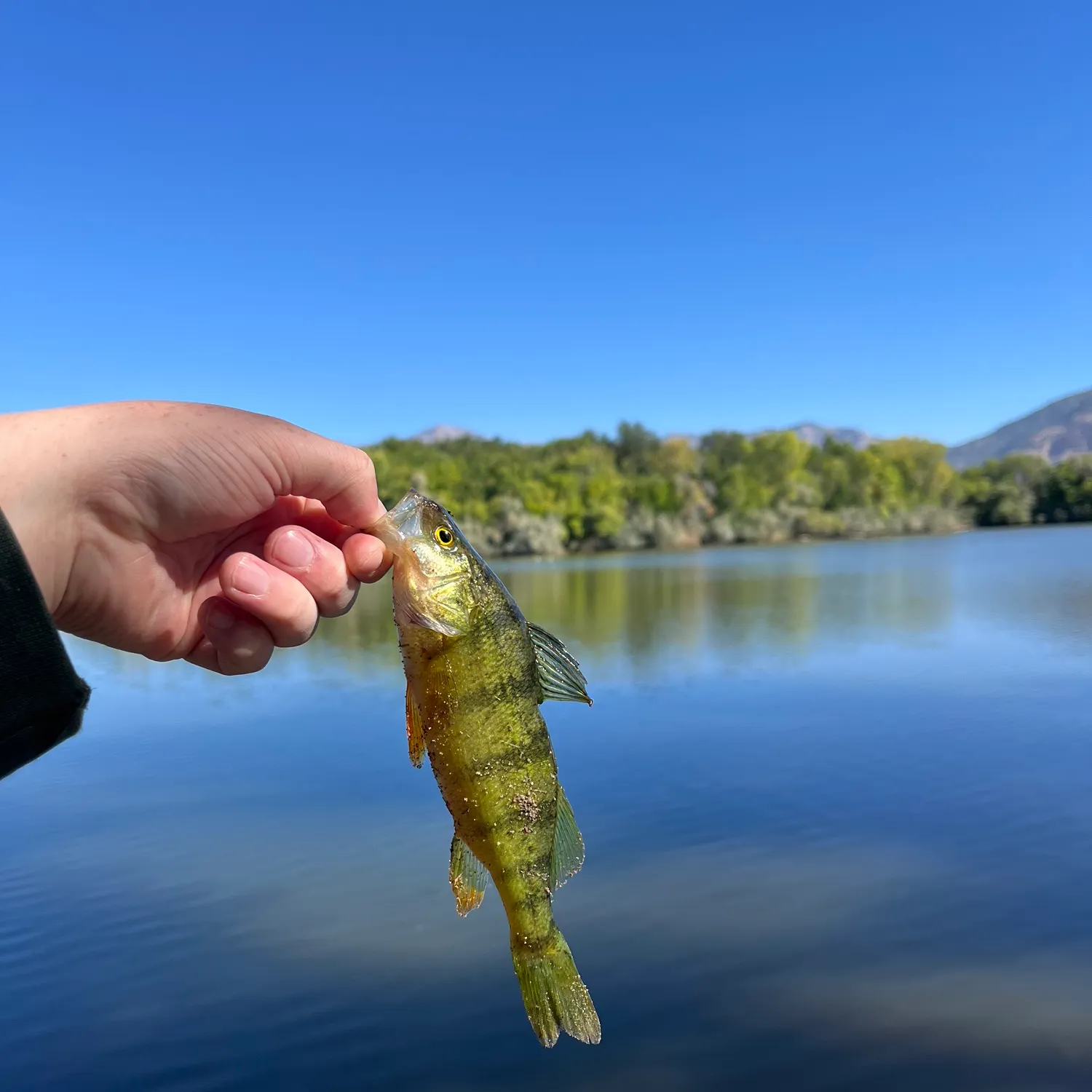 Yellow perch caught on Fishbrain