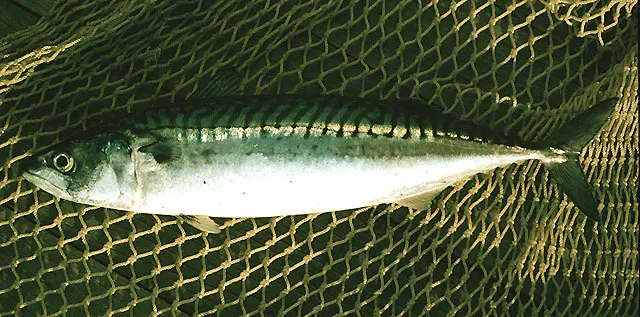 Baitfish