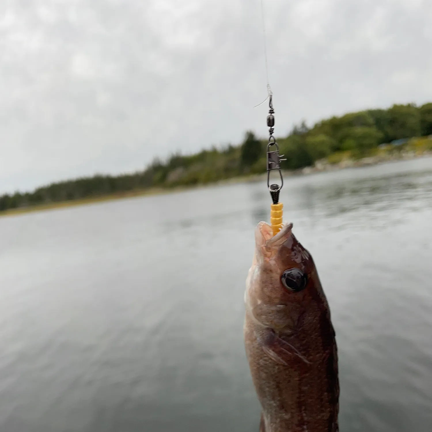 Cunner caught on Fishbrain