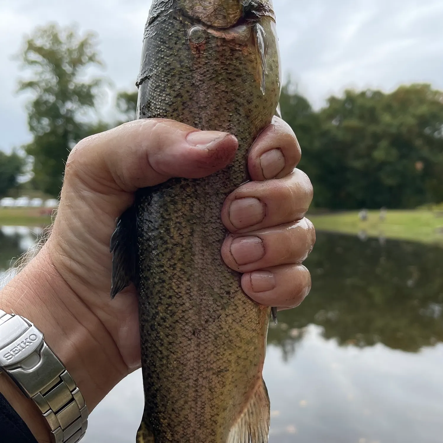 Rainbow trout caught on Fishbrain