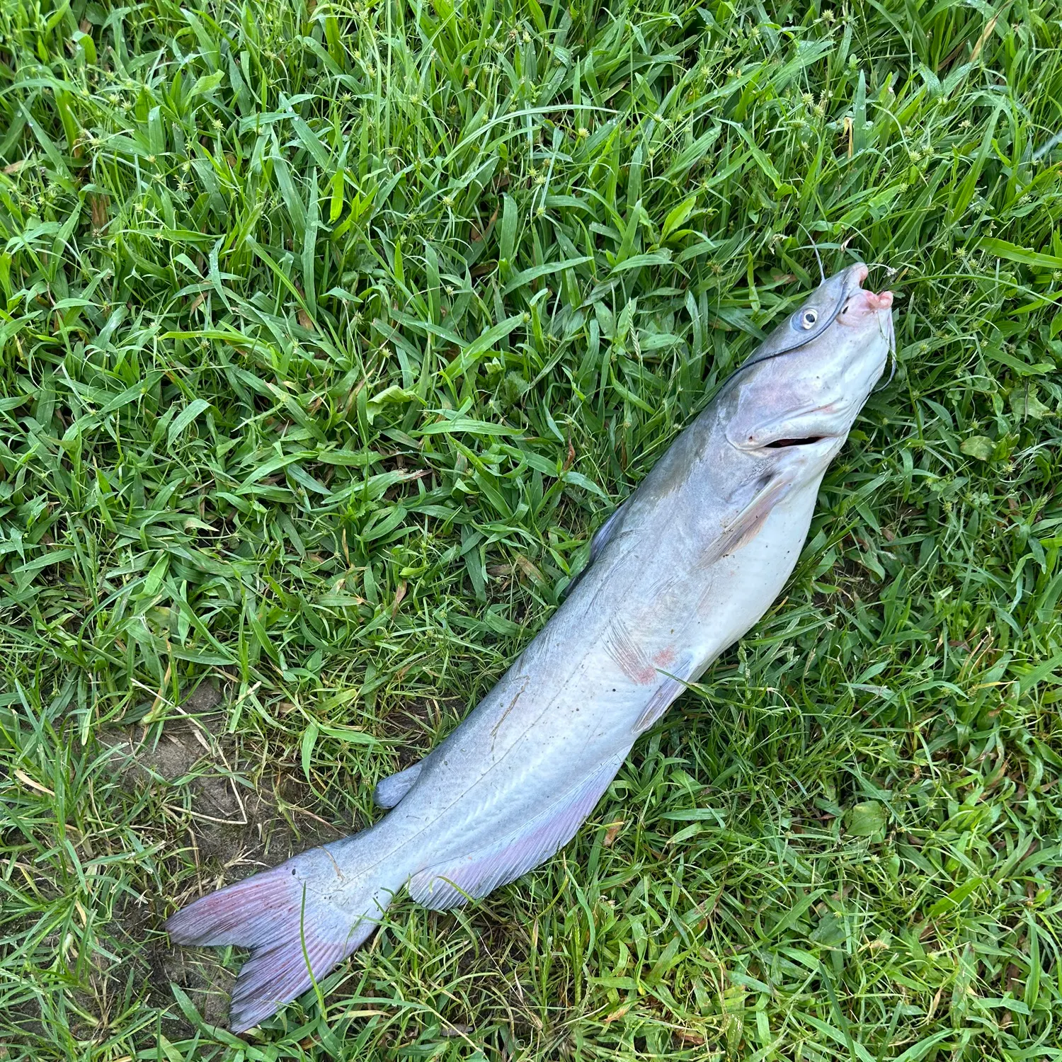 Channel catfish caught on Fishbrain