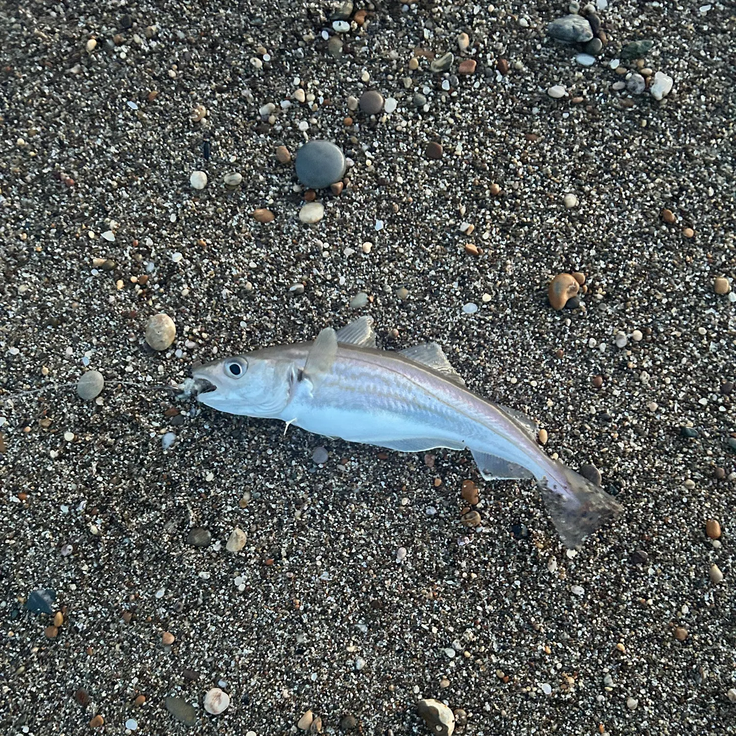 The most recent Whiting catches on Fishbrain