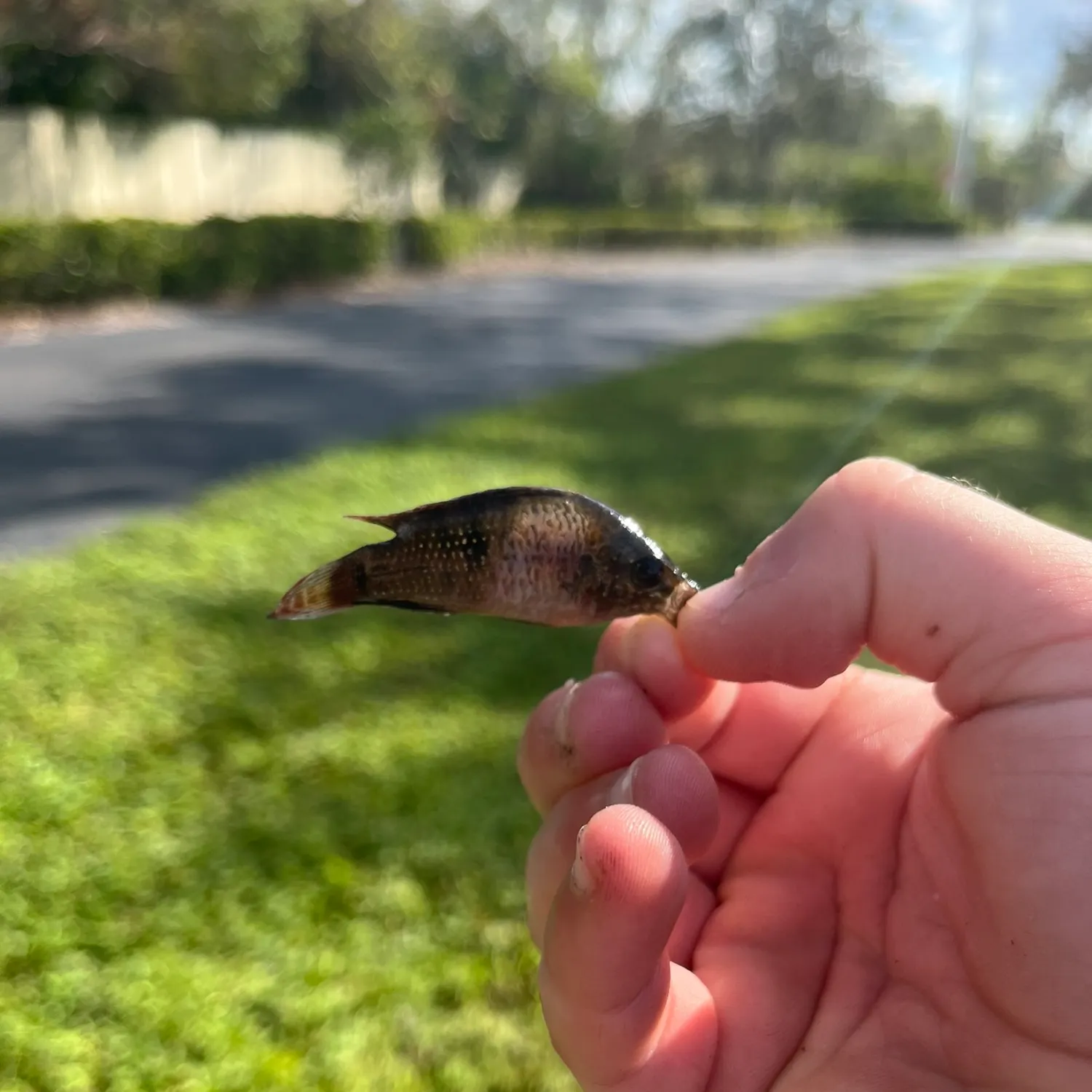 The most recent Bluespotted sunfish catches on Fishbrain