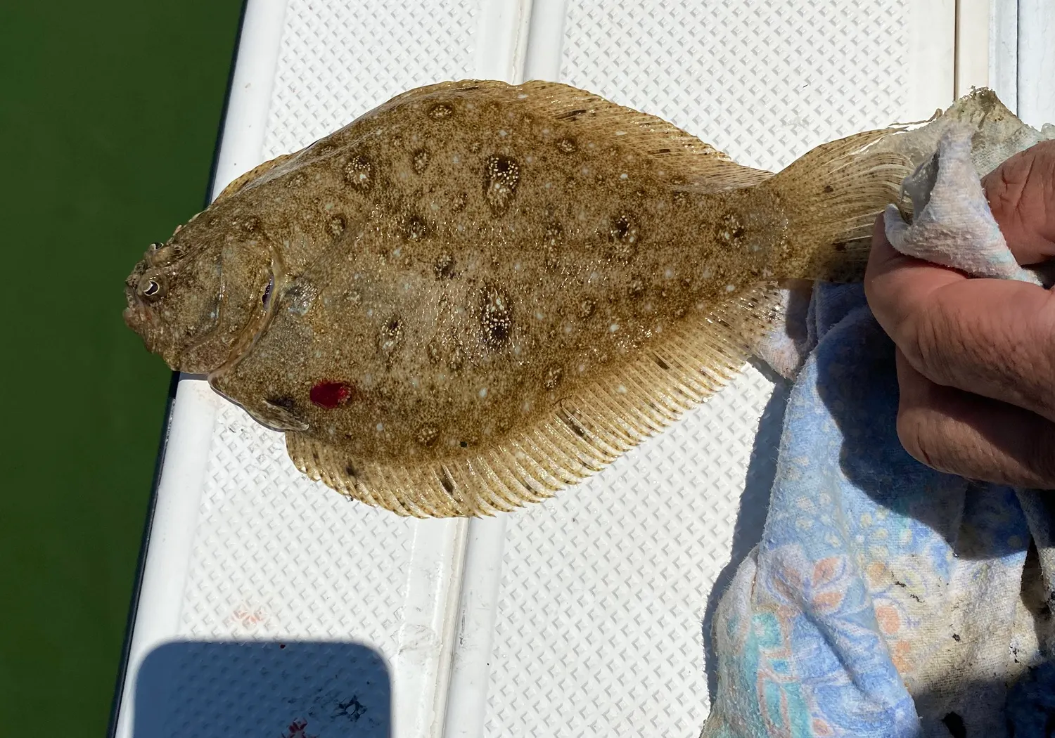 Black flounder