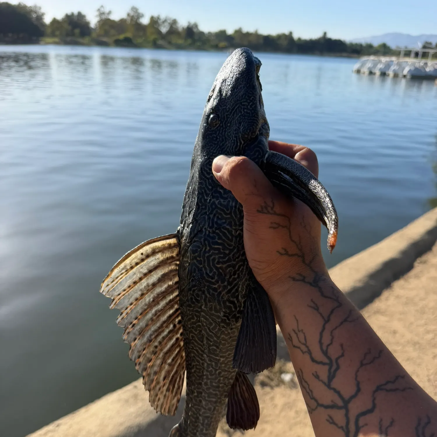The most recent Orinoco sailfin catfish catches on Fishbrain