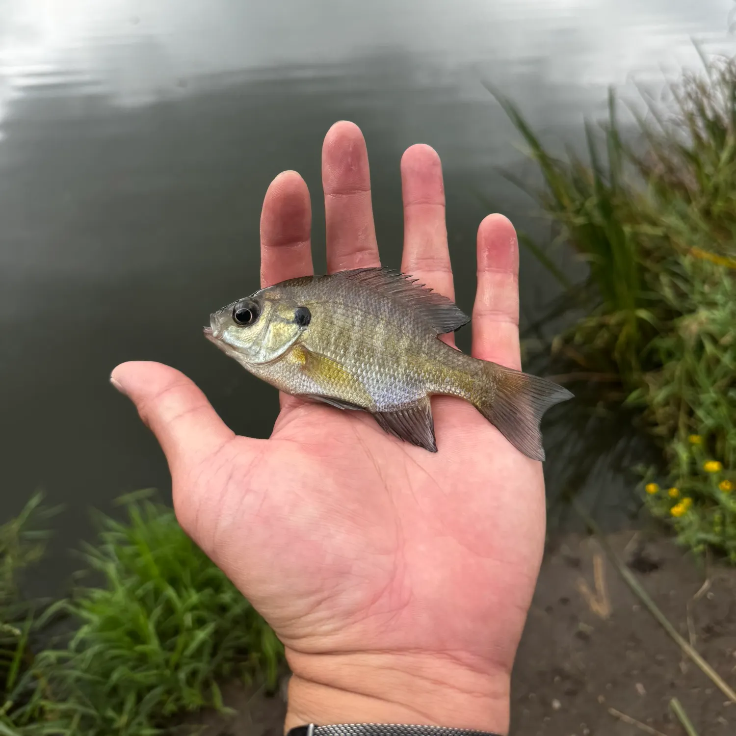 Bluegill caught on Fishbrain