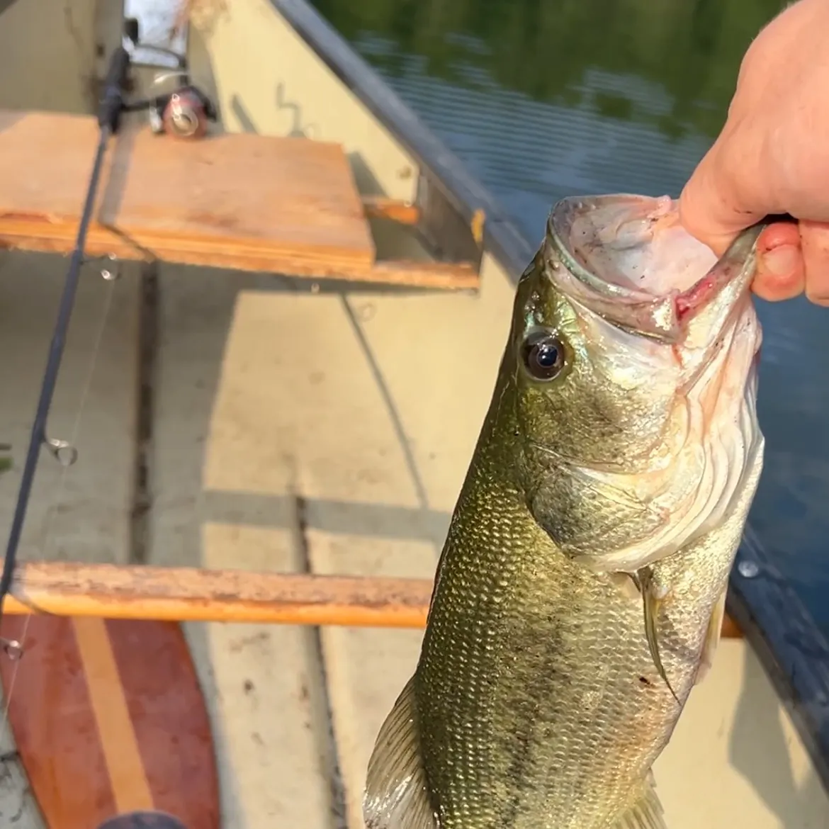 Largemouth bass caught on Fishbrain