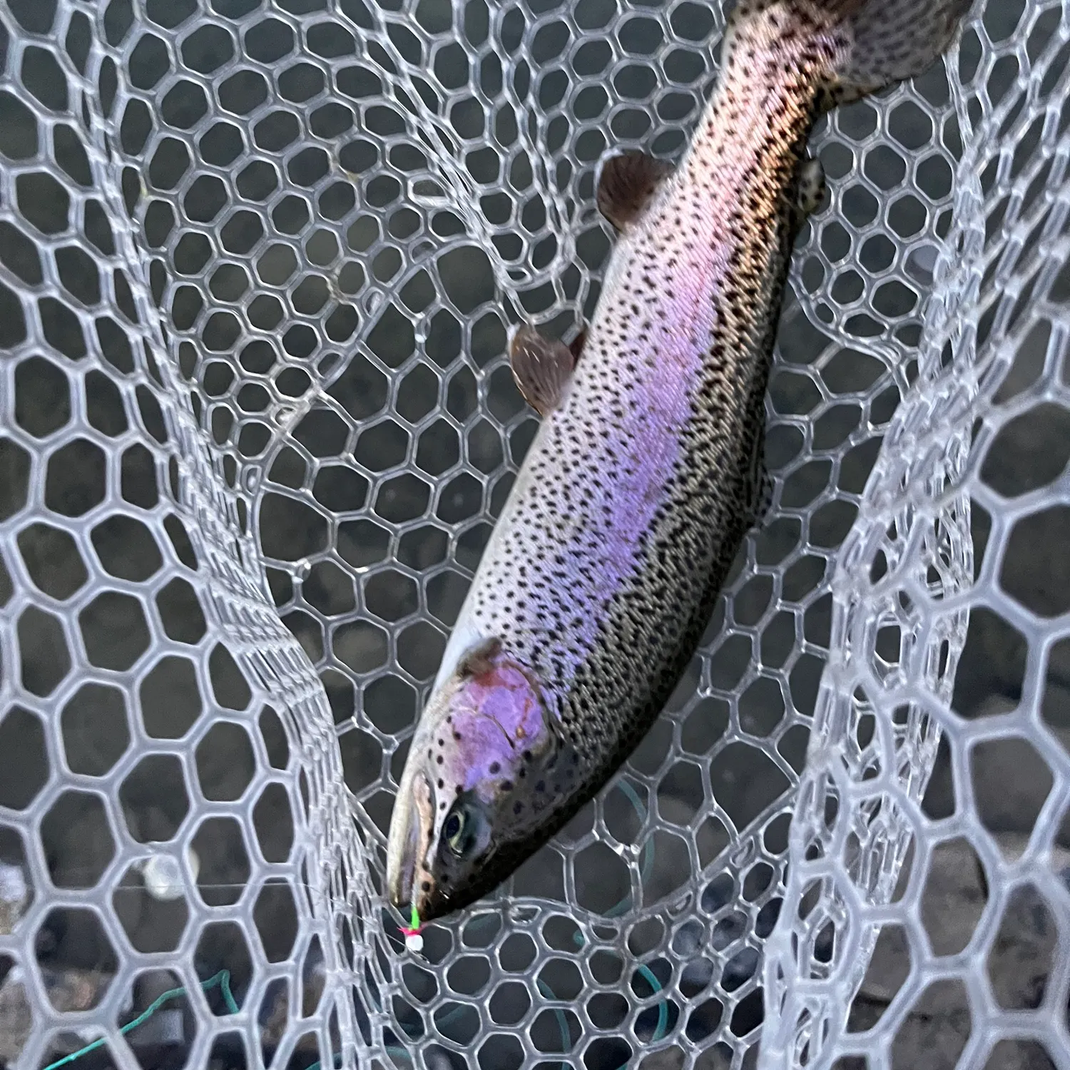 The most recent Rainbow trout catches on Fishbrain