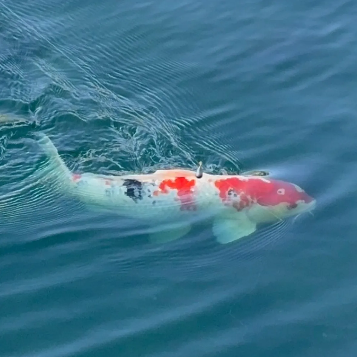 The most recent Koi carp catches on Fishbrain