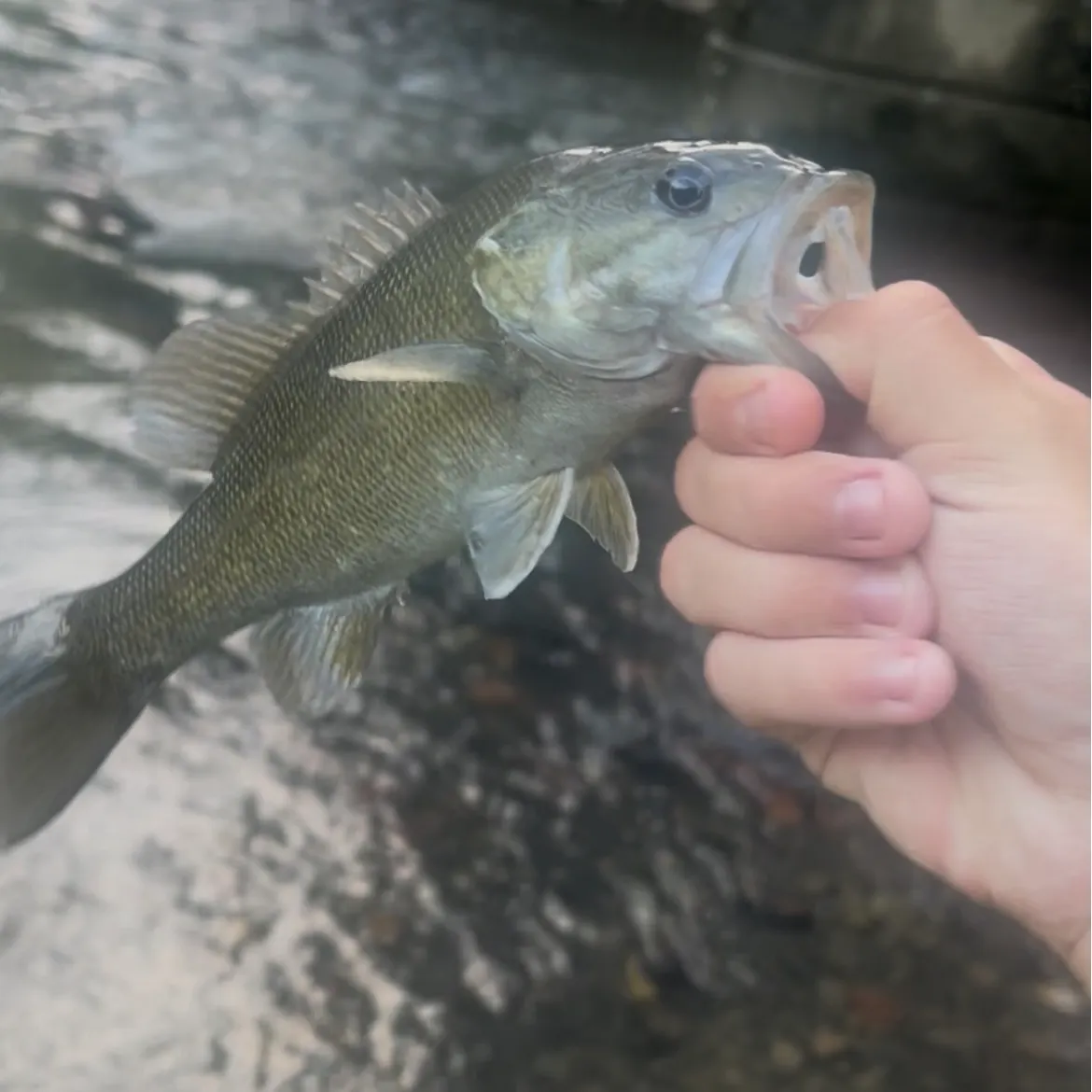 Smallmouth bass caught on Fishbrain