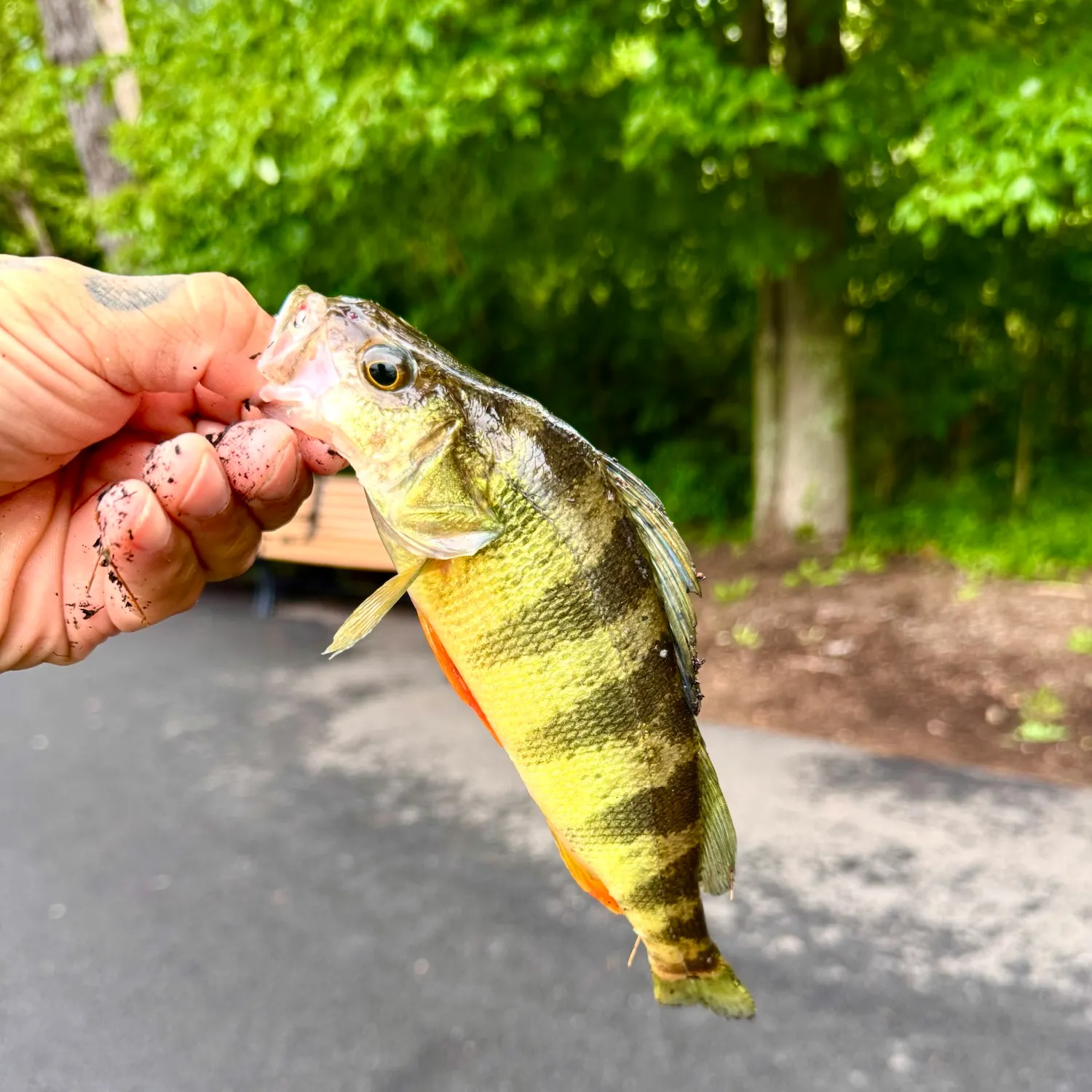 Yellow perch caught on Fishbrain