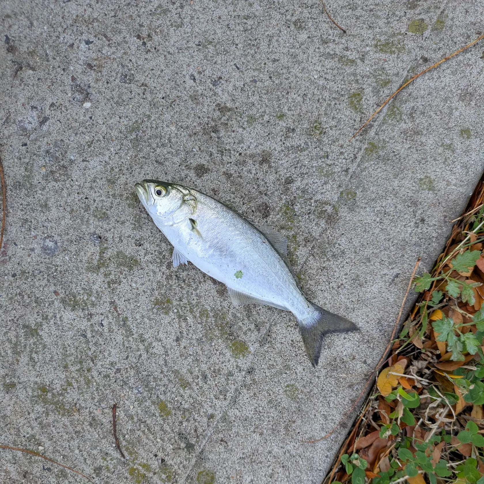 Bluefish caught on Fishbrain