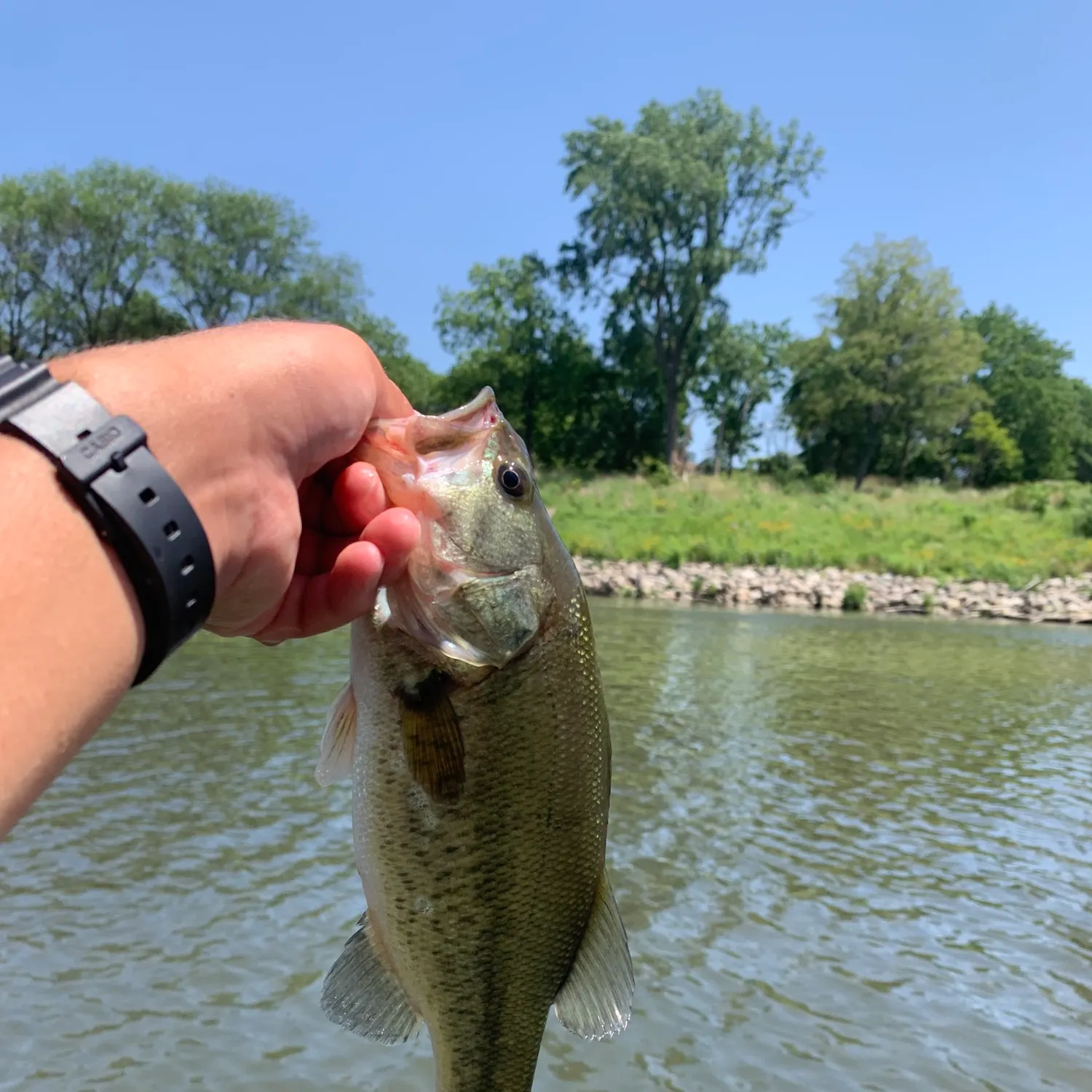 catch
