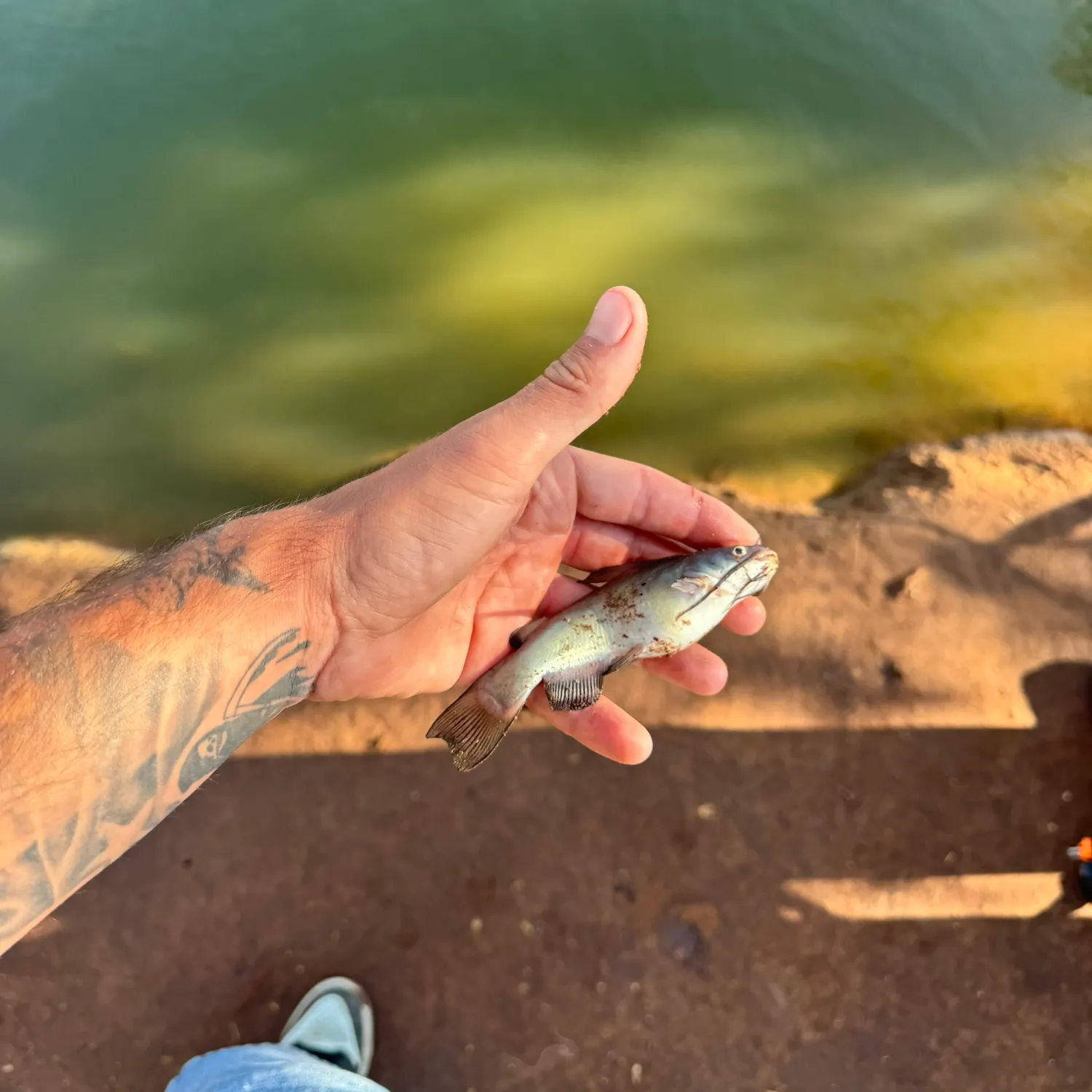 The most recent Black bullhead catches on Fishbrain