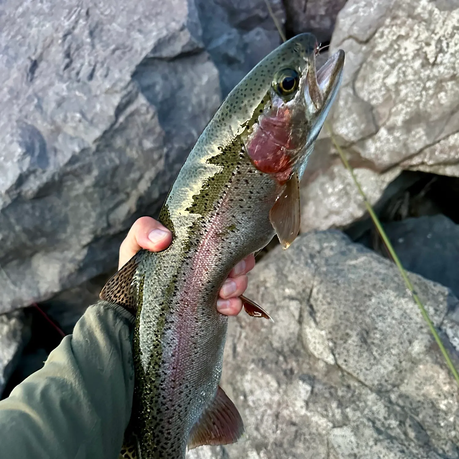Rainbow trout caught on Fishbrain