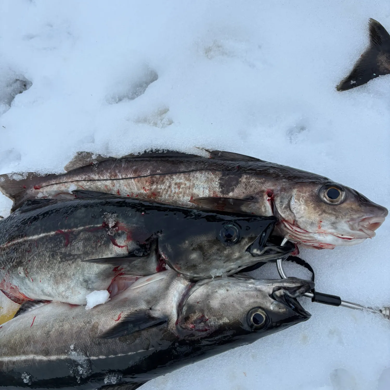 The most recent Haddock catches on Fishbrain