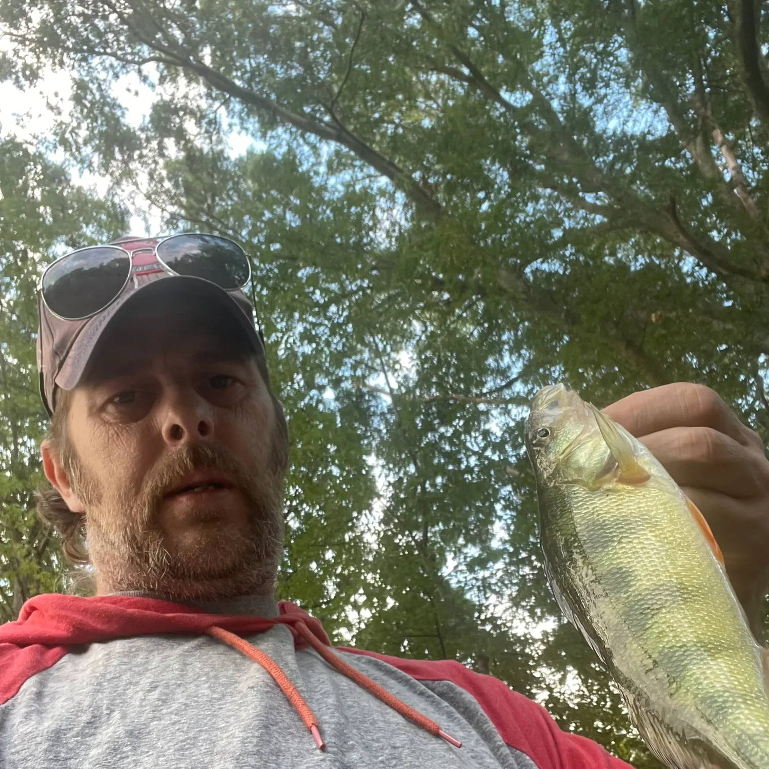 Yellow perch caught on Fishbrain