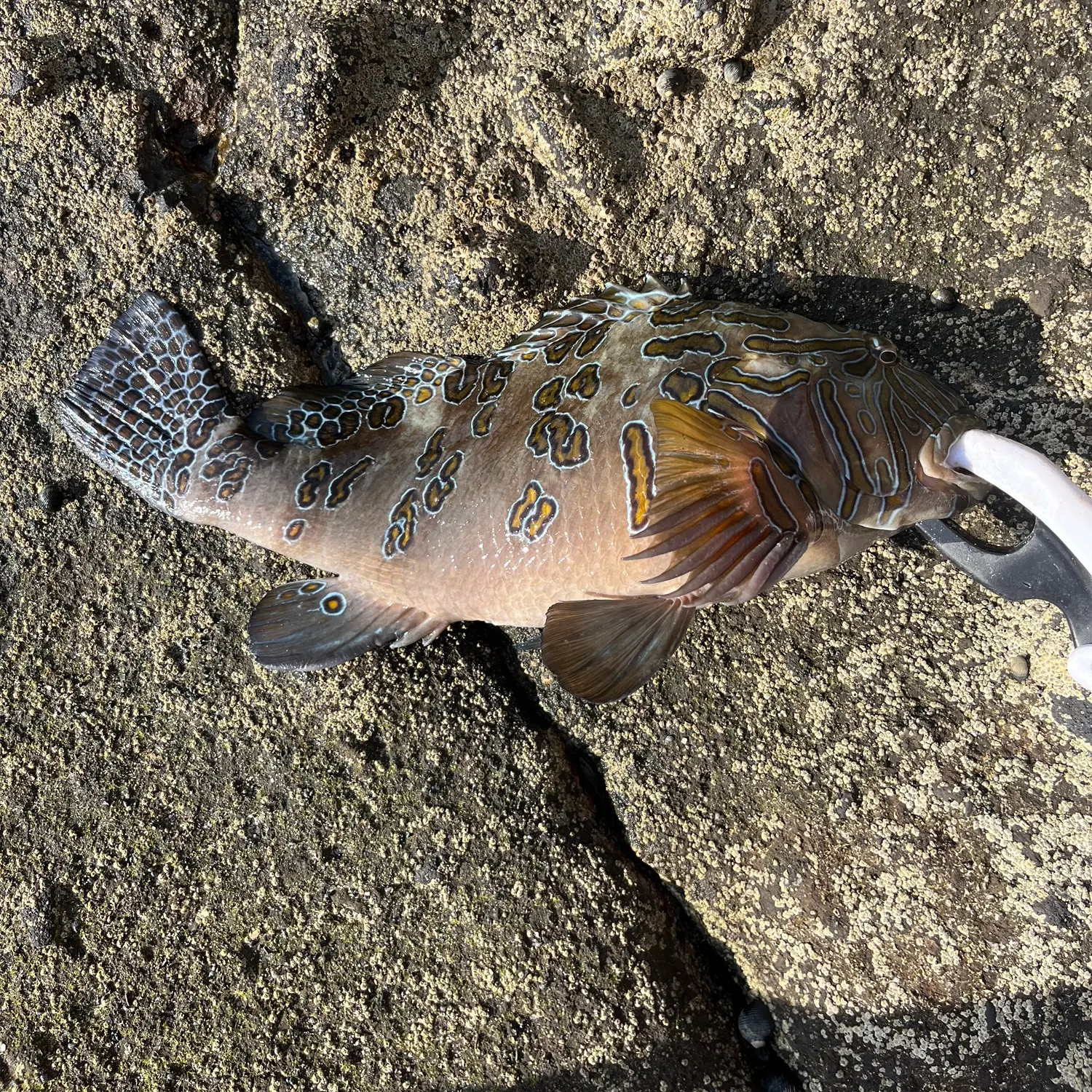 The most recent Spotted grouper catches on Fishbrain