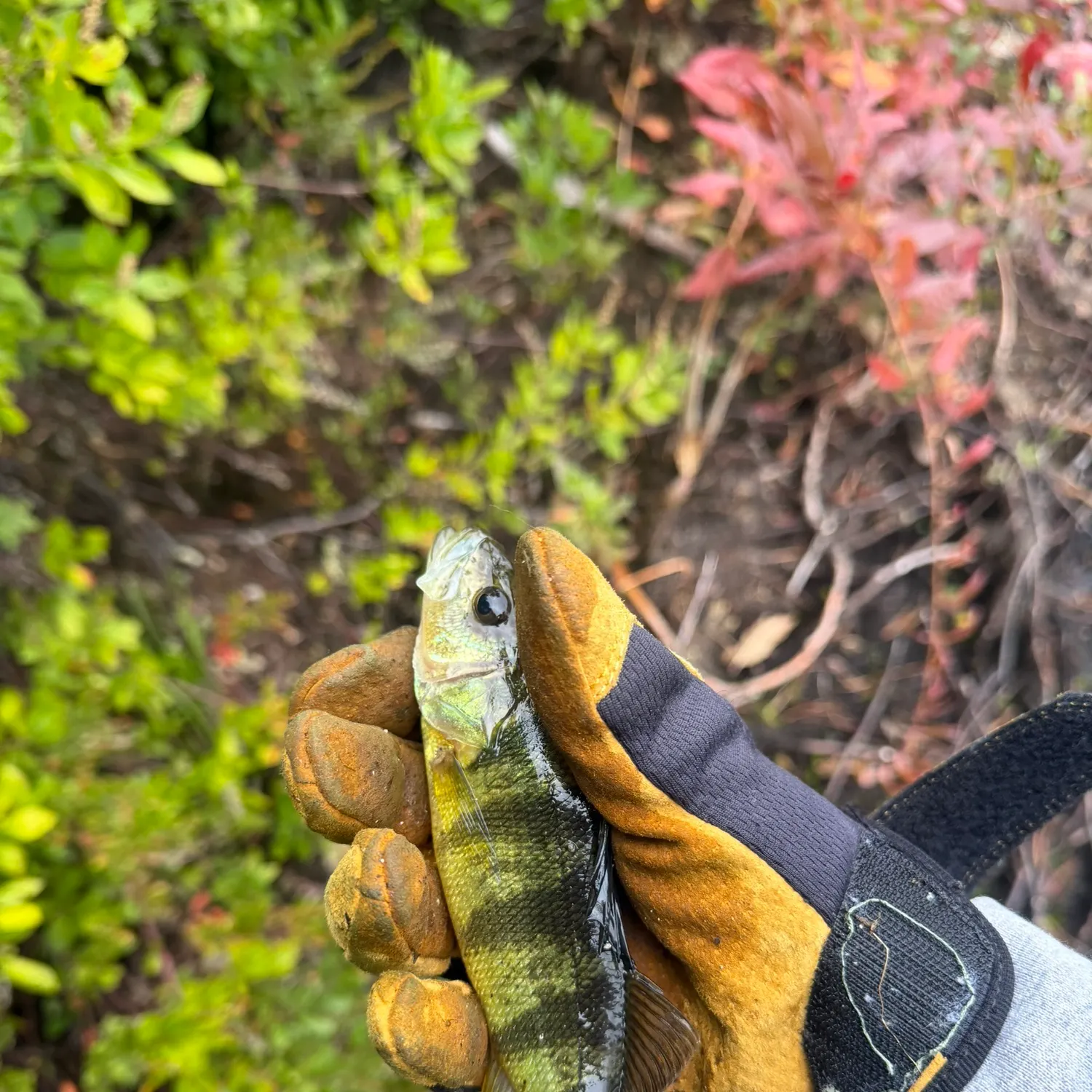 Yellow perch caught on Fishbrain
