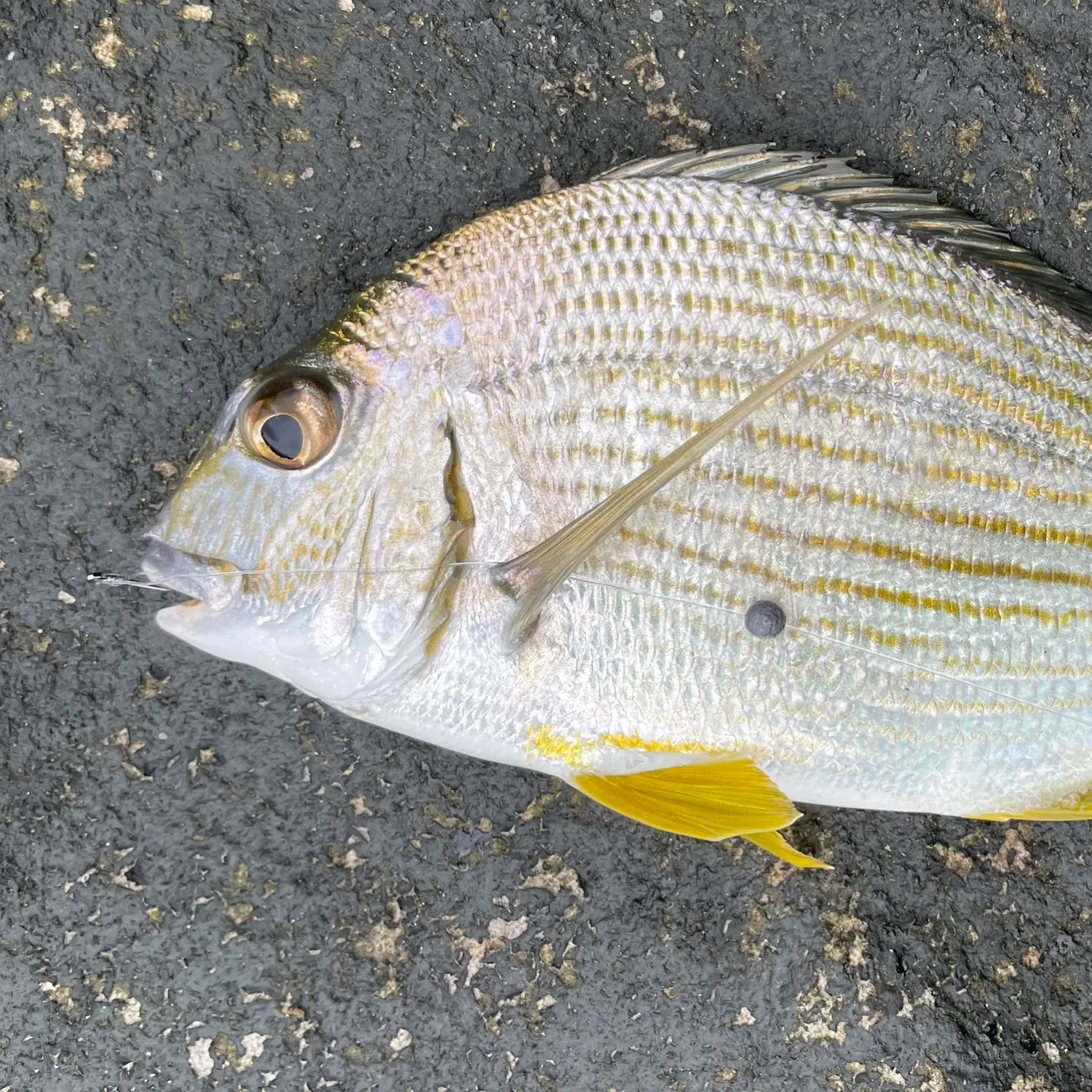most liked catch image