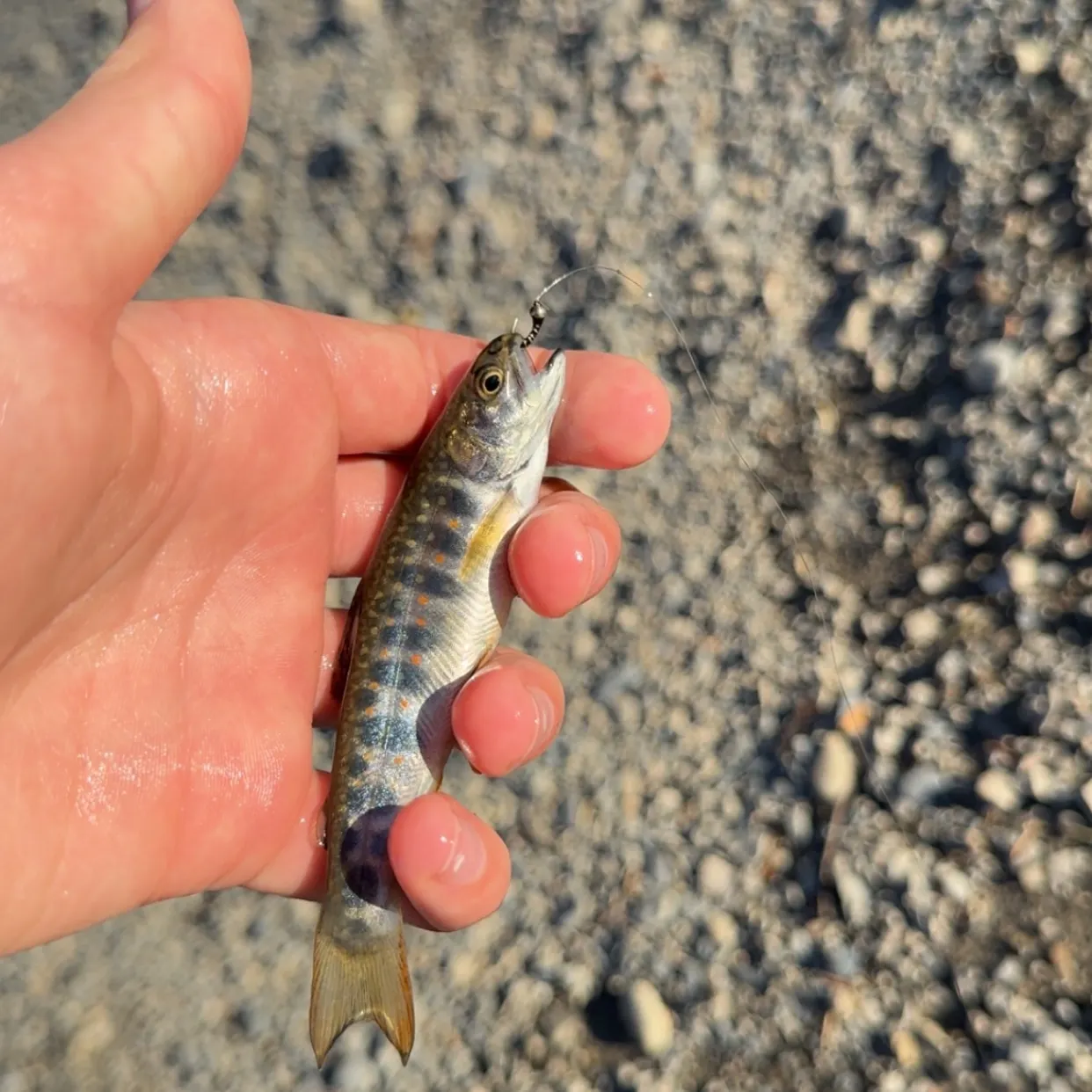 Brook trout caught on Fishbrain