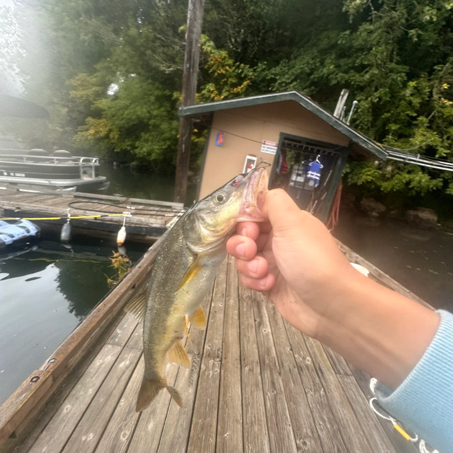 Northern pikeminnow caught on Fishbrain