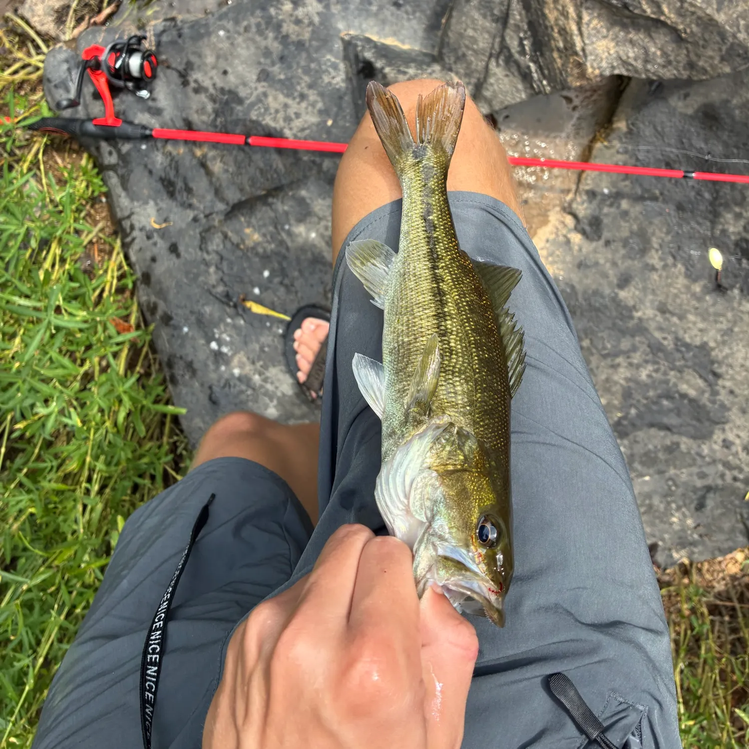 Spotted bass caught on Fishbrain