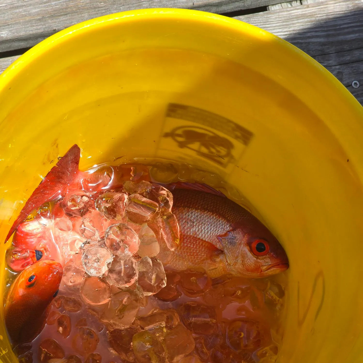 The most recent Vermilion snapper catches on Fishbrain