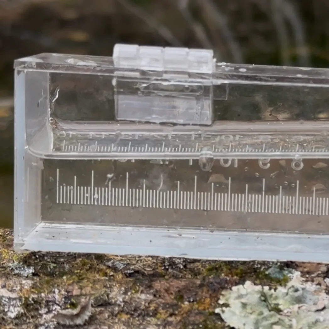 The most recent Swallowtail shiner catches on Fishbrain