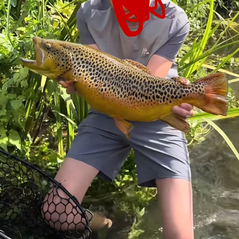 Brown trout caught on Fishbrain