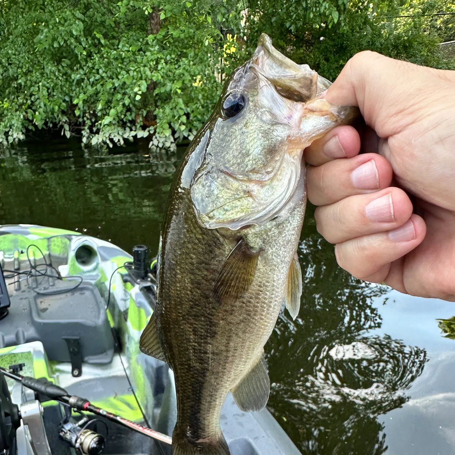 Largemouth bass caught on Fishbrain
