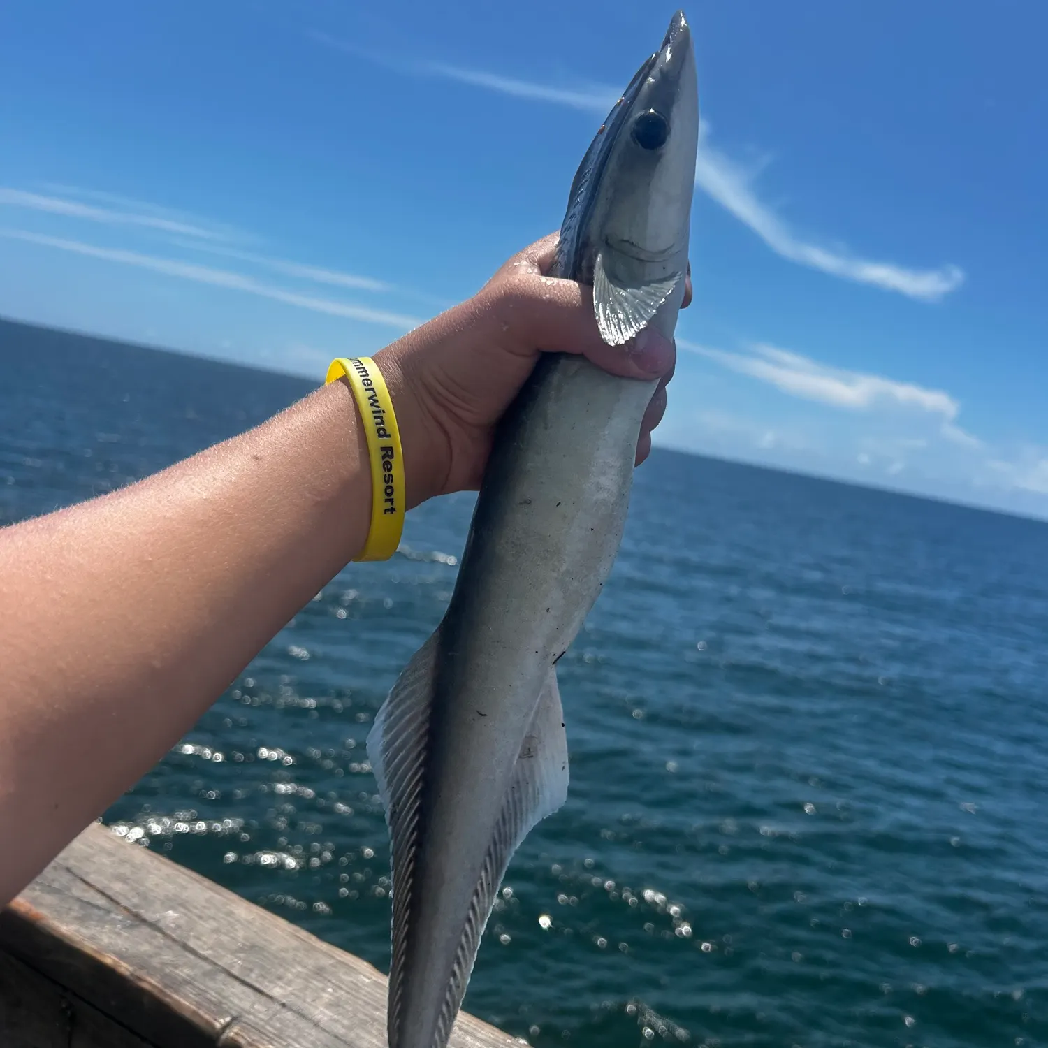 The most recent Live sharksucker catches on Fishbrain