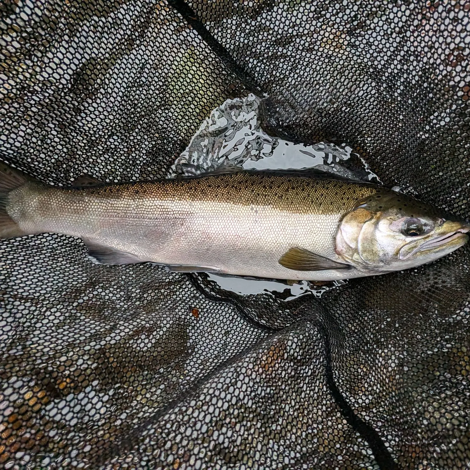 Coho salmon caught on Fishbrain