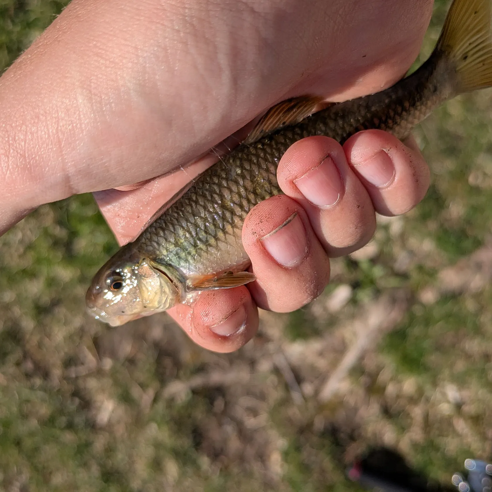 The most recent Eastern creek chubsucker catches on Fishbrain