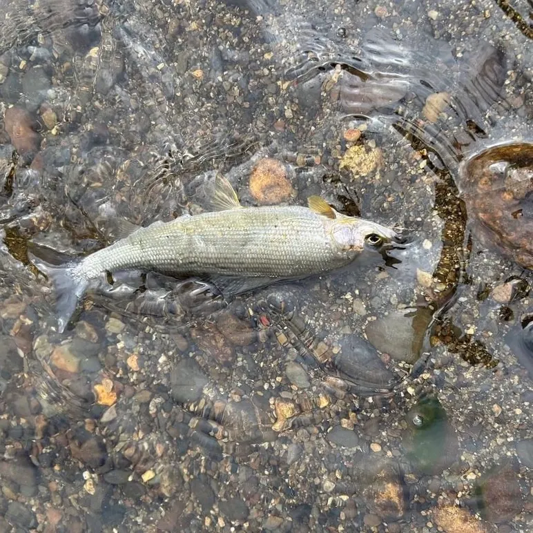 Arctic grayling caught on Fishbrain