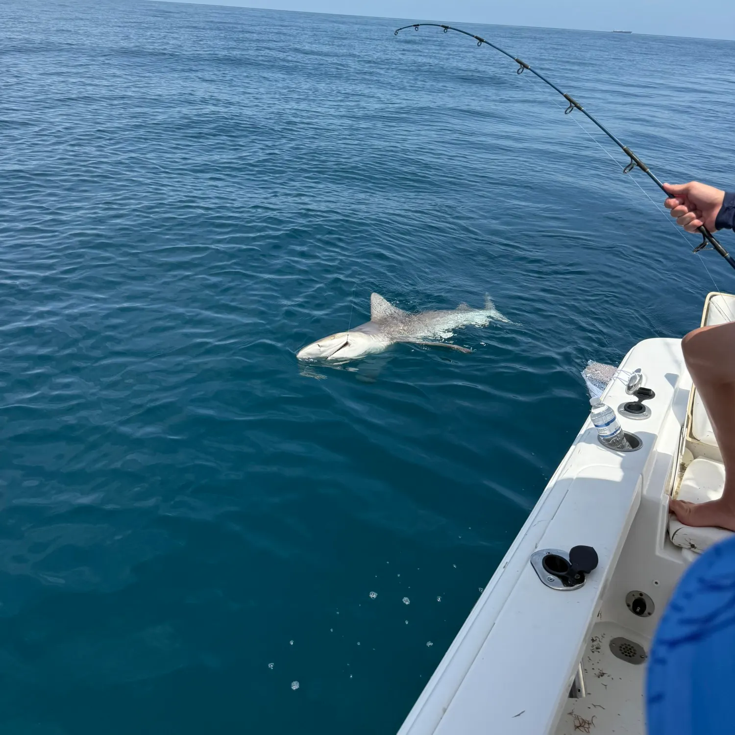 The most recent Dusky shark catches on Fishbrain