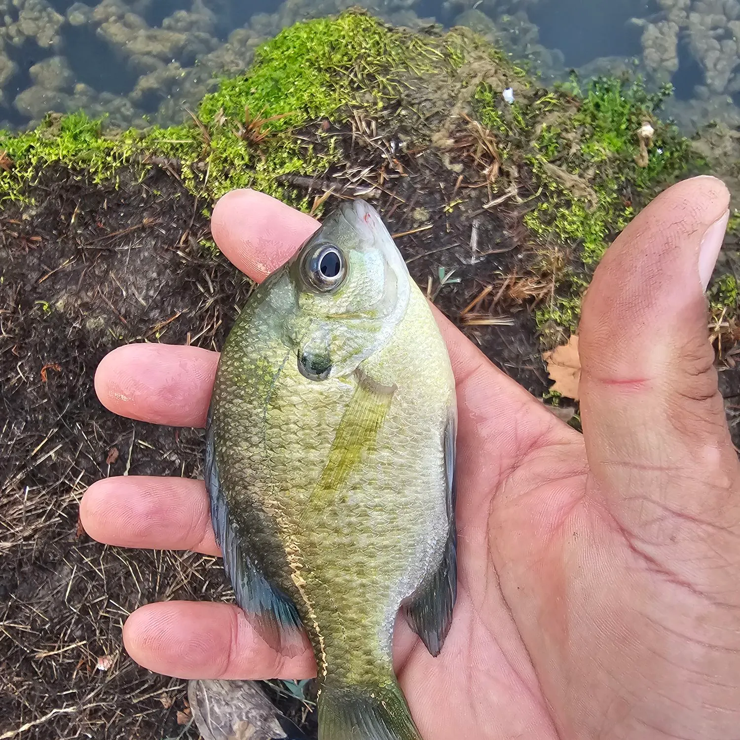 Bluegill caught on Fishbrain