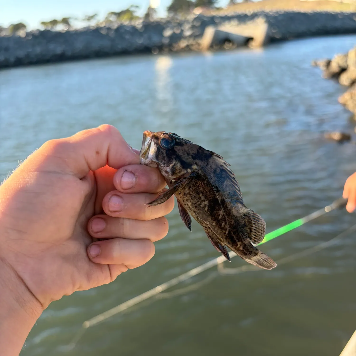 The most recent Kelp rockfish catches on Fishbrain