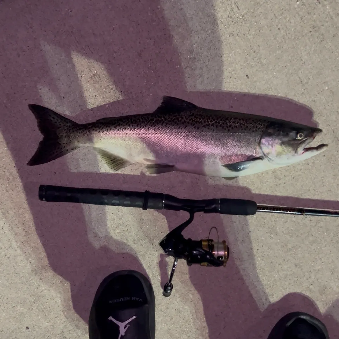 Chinook salmon caught on Fishbrain