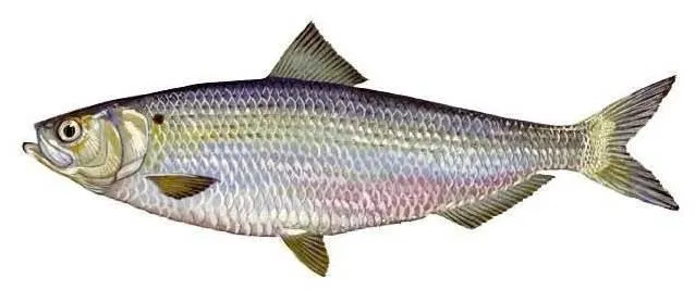 Baitfish