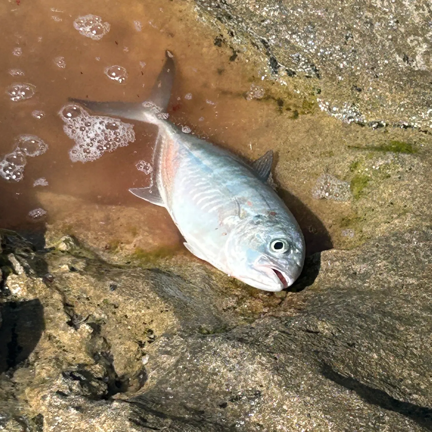 The most recent Bludger catches on Fishbrain