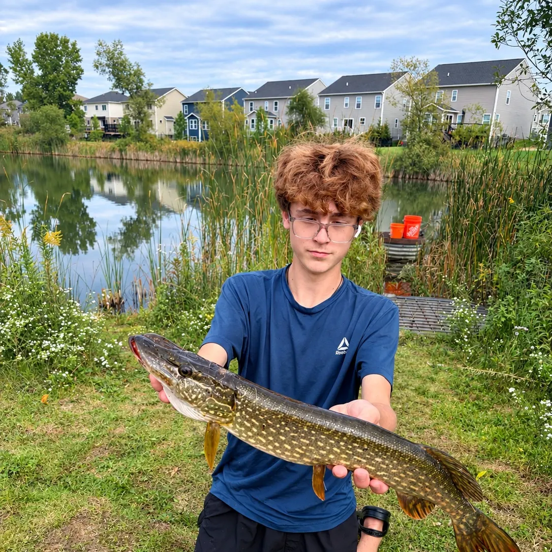 Northern pike caught on Fishbrain