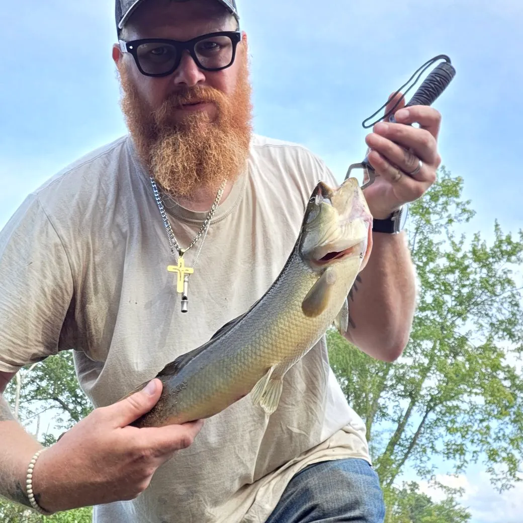 Eyetail bowfin caught on Fishbrain