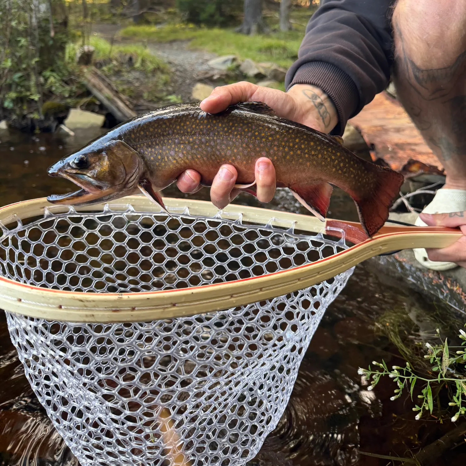 The most recent Brook trout catches on Fishbrain